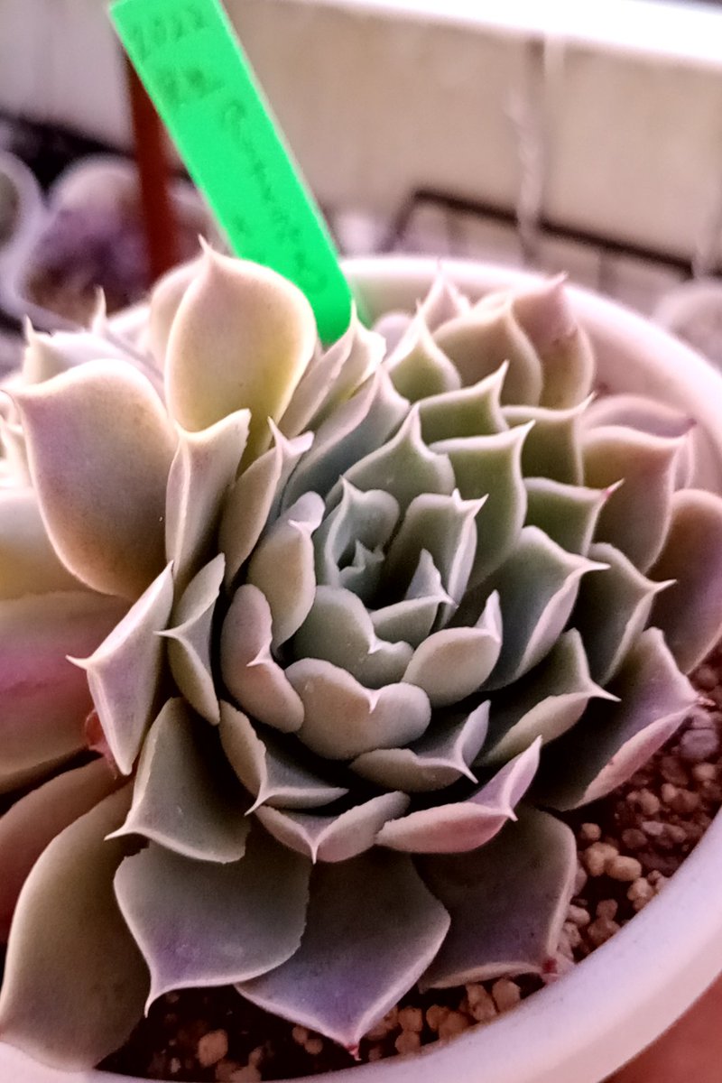 この時間に写真撮ったら意外といい感じじゃん✨