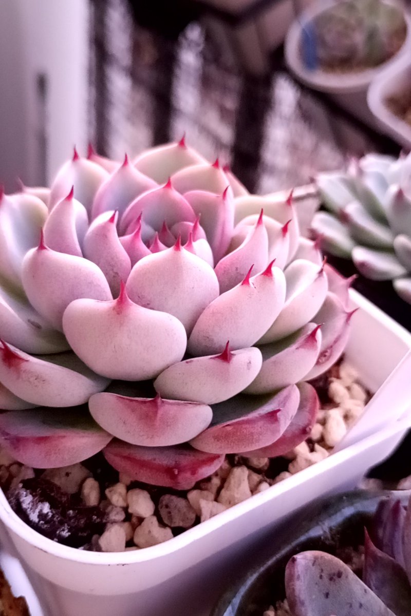 スマホカメラが明るめカメラだから丁度よい時間帯😉　

今年も残りわずか

忘れものがないように今やれる事は今のうちに！