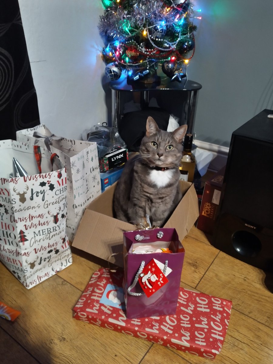🎄🎄 Happy Boxing Day, furriends! 🎁 I’m opening my Christmas presents today—more Dreamies for me! Best day ever! 😻✨ 🎄🎄
#CatsOfX 
#CatsOfTwitter 
#BoxingDay 
#FestiveFeline