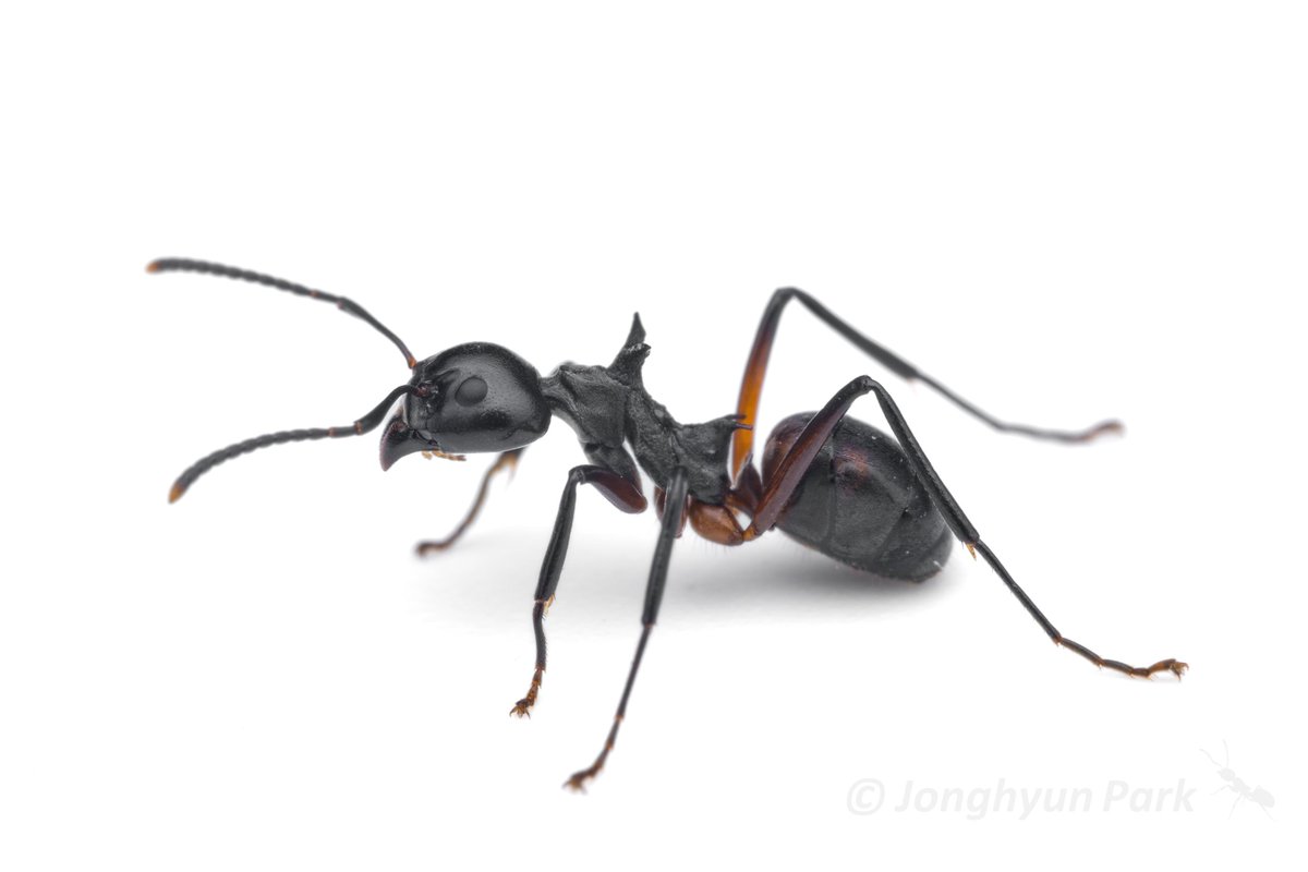 I have reached 1000 species of ants photographed on iNaturalist!

All photos are CC-BY, or free to use with my name

inaturalist.org/observations?o…