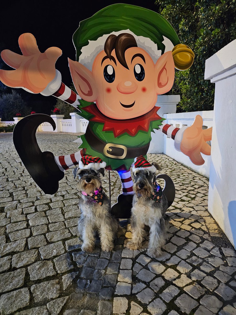 Eddie_barbas's tweet image. Sorry frens, we totally forgot to upload to X and wish you all a Merry Christmas 🤦 here are some of our photos. 

We are more active on instagram now, if you want to find us we are under the same name!

#SchnauzerGang #late #toolate