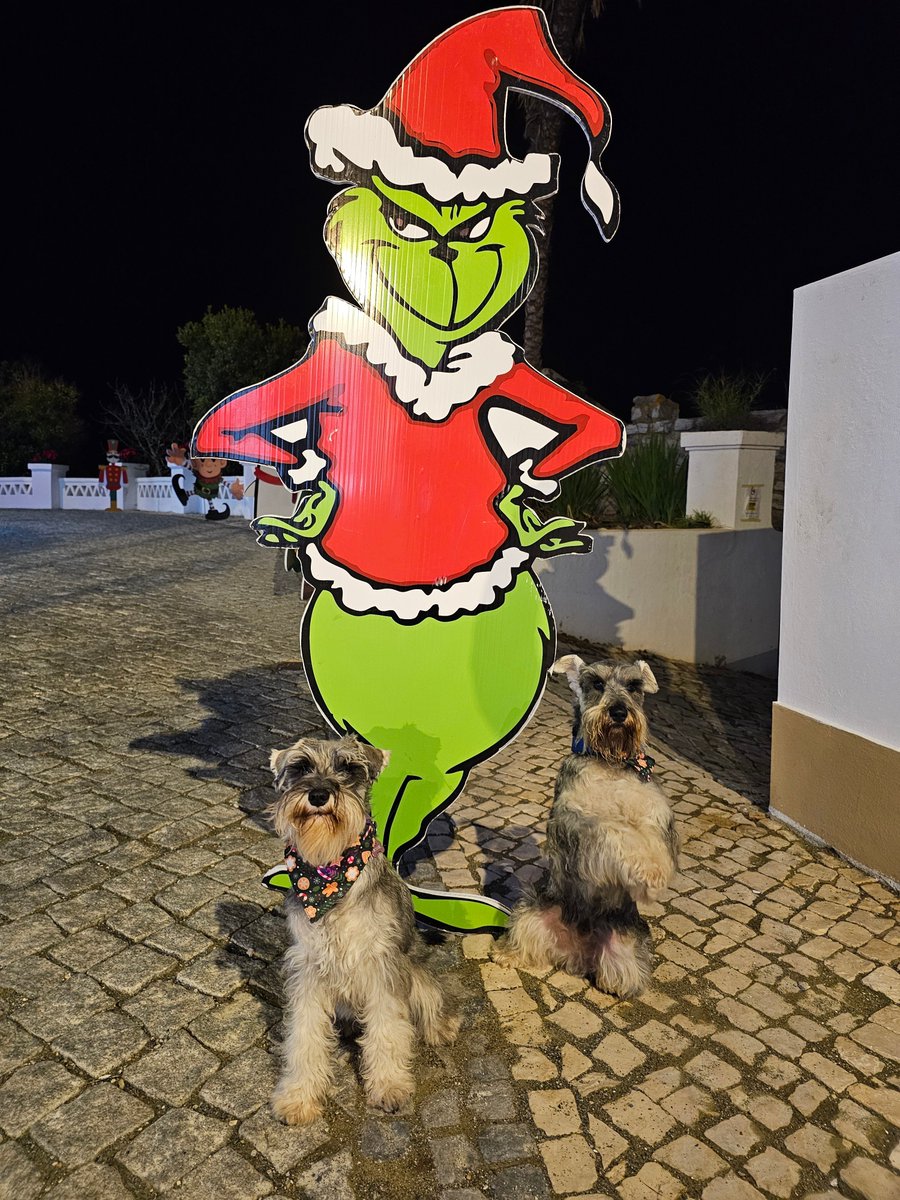 Eddie_barbas's tweet image. Sorry frens, we totally forgot to upload to X and wish you all a Merry Christmas 🤦 here are some of our photos. 

We are more active on instagram now, if you want to find us we are under the same name!

#SchnauzerGang #late #toolate