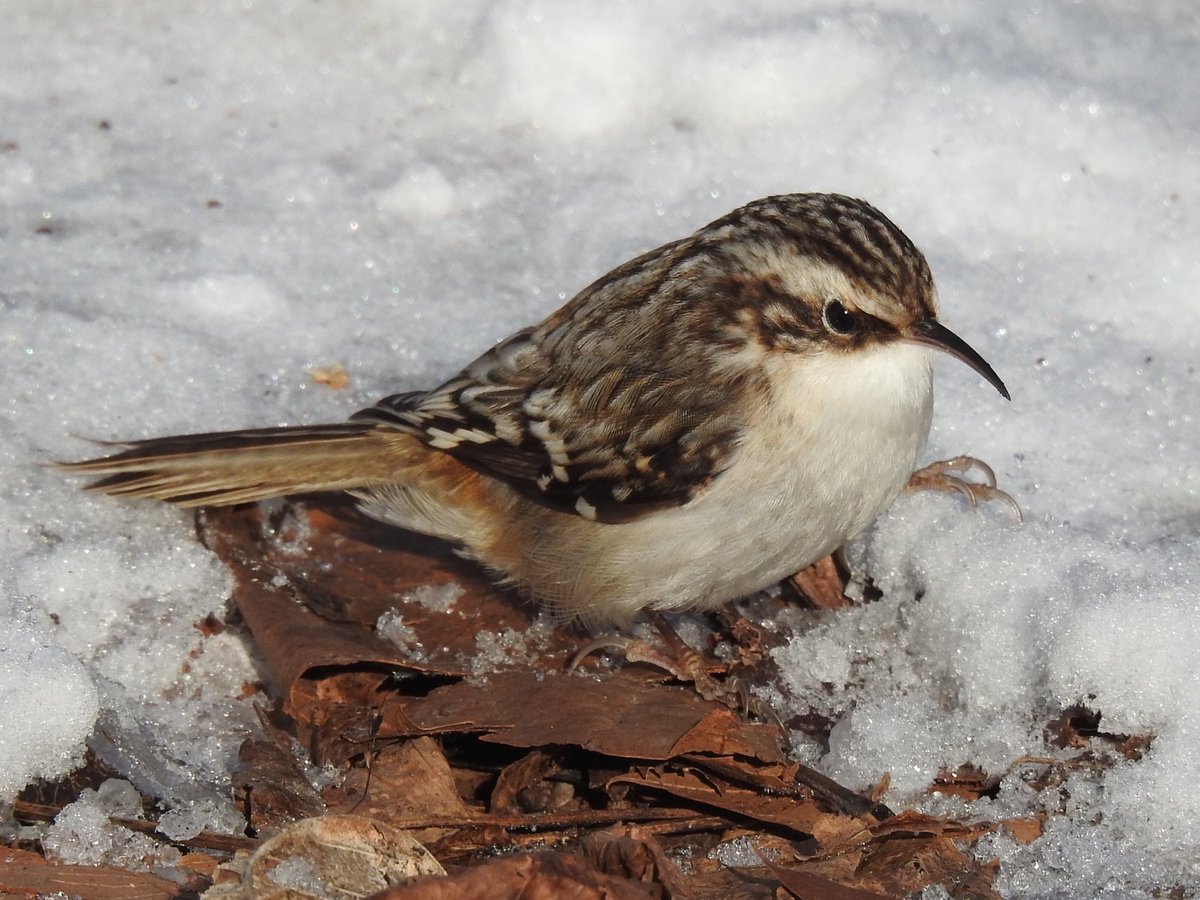 Tony (@tparkslope) on Twitter photo A Brown creeper in unusual territory ( on the ground). Prospect Park today. <a href="/BirdBrklyn/">Brooklyn Bird Alert</a> <a href="/prospect_park/">Prospect Park</a> A Brown creeper in unusual territory ( on the ground). Prospect Park today. <a href="/BirdBrklyn/">Brooklyn Bird Alert</a> <a href="/prospect_park/">Prospect Park</a>