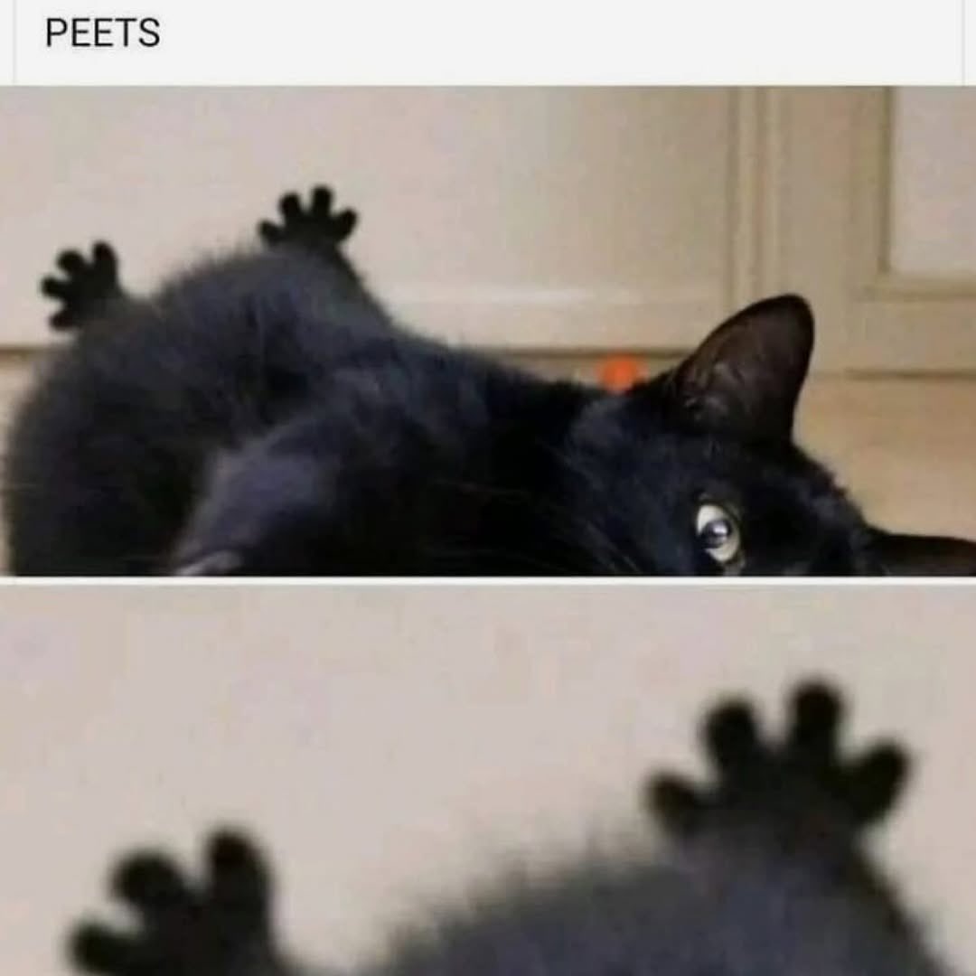 Black cats are not bad luck (@visualscat) on Twitter photo 