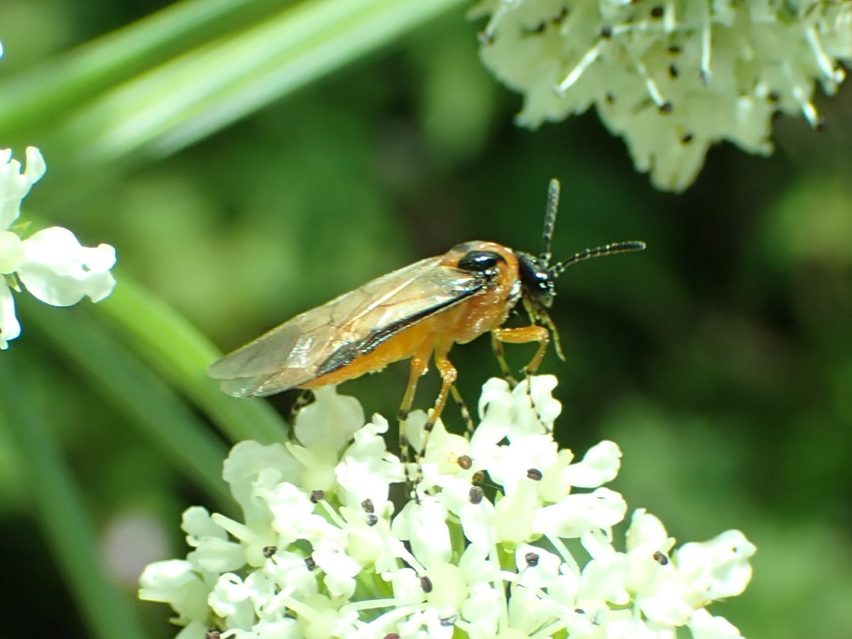 Dawlish Warren (@warrenbirding) on Twitter photo Day 2 of #12DaysWild and the spotlight falls on the rest of the Hymenoptera; Wasps, Ants & Sawflies dawlishwarren.blogspot.com/2024/12/wildli… Thanks <a href="/KeatleyAlan/">Alan Keatley</a> Day 2 of #12DaysWild and the spotlight falls on the rest of the Hymenoptera; Wasps, Ants & Sawflies dawlishwarren.blogspot.com/2024/12/wildli… Thanks <a href="/KeatleyAlan/">Alan Keatley</a>