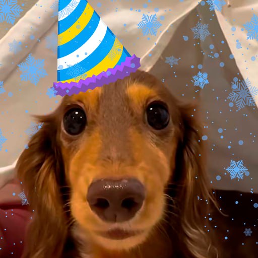 PixelatedTommy's tweet photo. $Choco wonderful dog that loves carrot 

https://t.co/prSfVlALSF https://t.co/5czKLep30Z