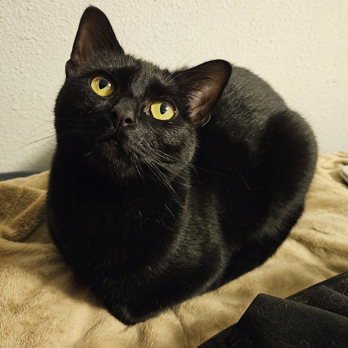 🐱🐈(➕🐈‍⬛) tweet media