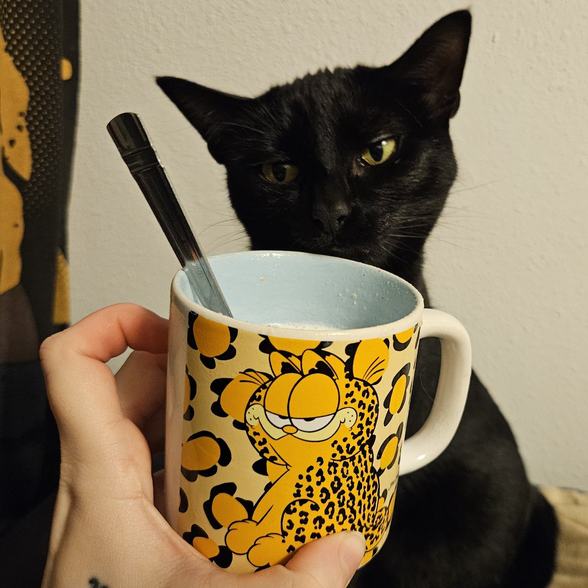🐱🐈(➕🐈‍⬛) tweet media