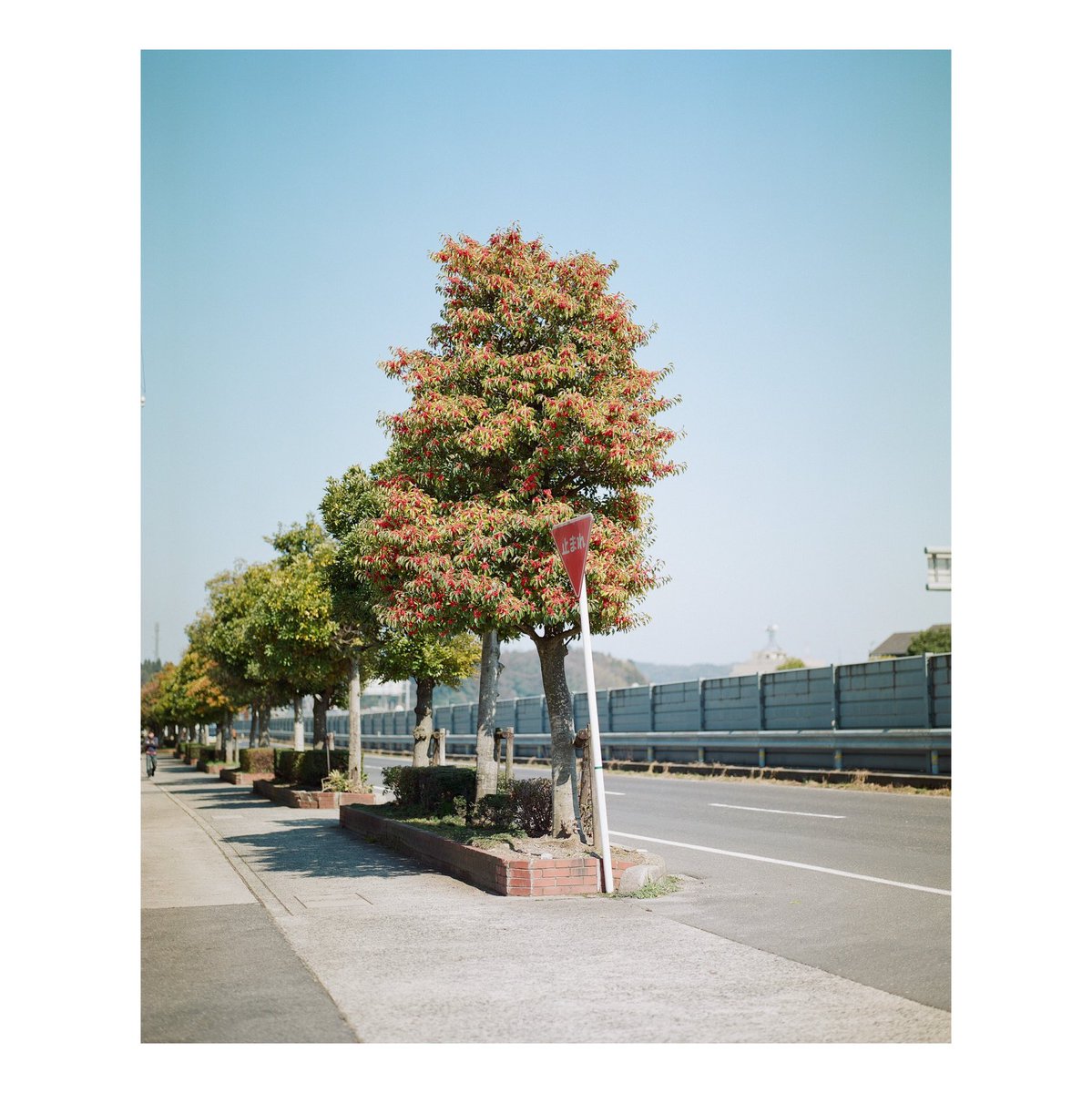 pleasure2004's tweet photo. #mamiyarz67
#kodak
#yousawscenes https://t.co/cbVm75xmSj