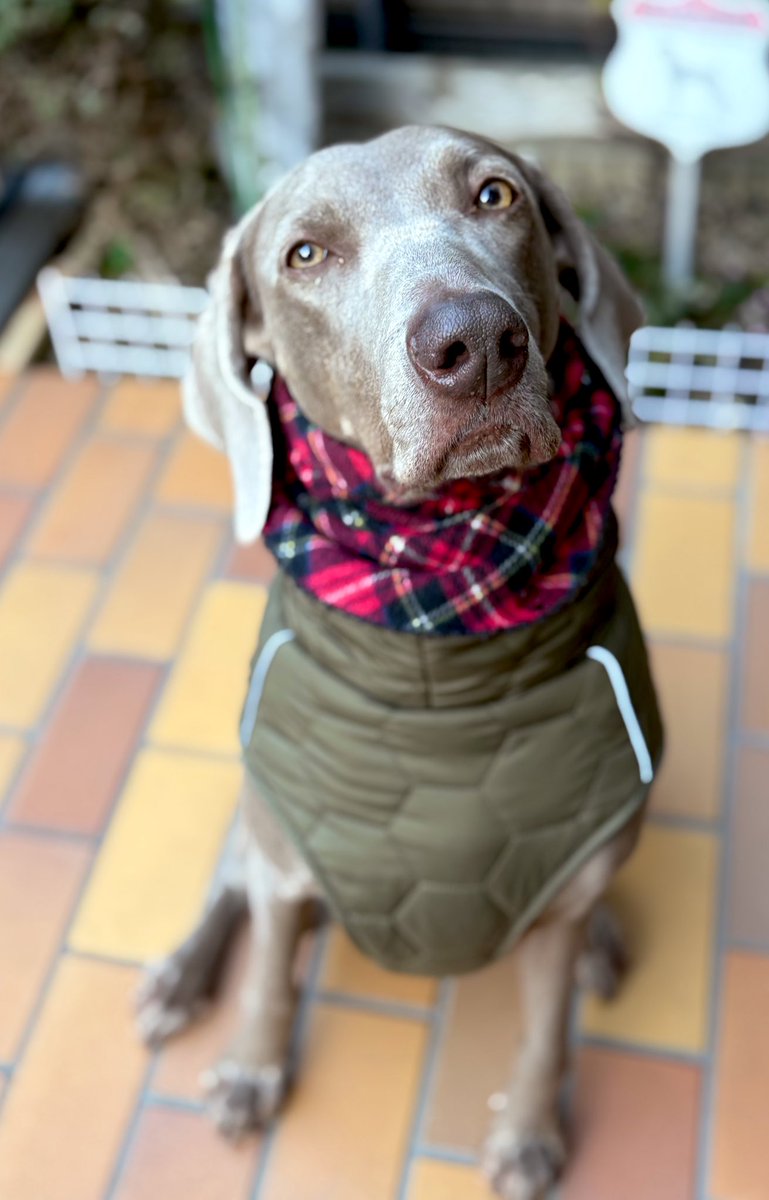 weima215220311's tweet photo. 朝パト🚓終了☑️☑️
えーとこの犬🐶にみえるやん。
見えるだけやけど😂
#weima
#weimaraner
#ワイマ
#ワイマラナー
#大型犬
#大型犬バカ部 https://t.co/EmS7HXFOFN