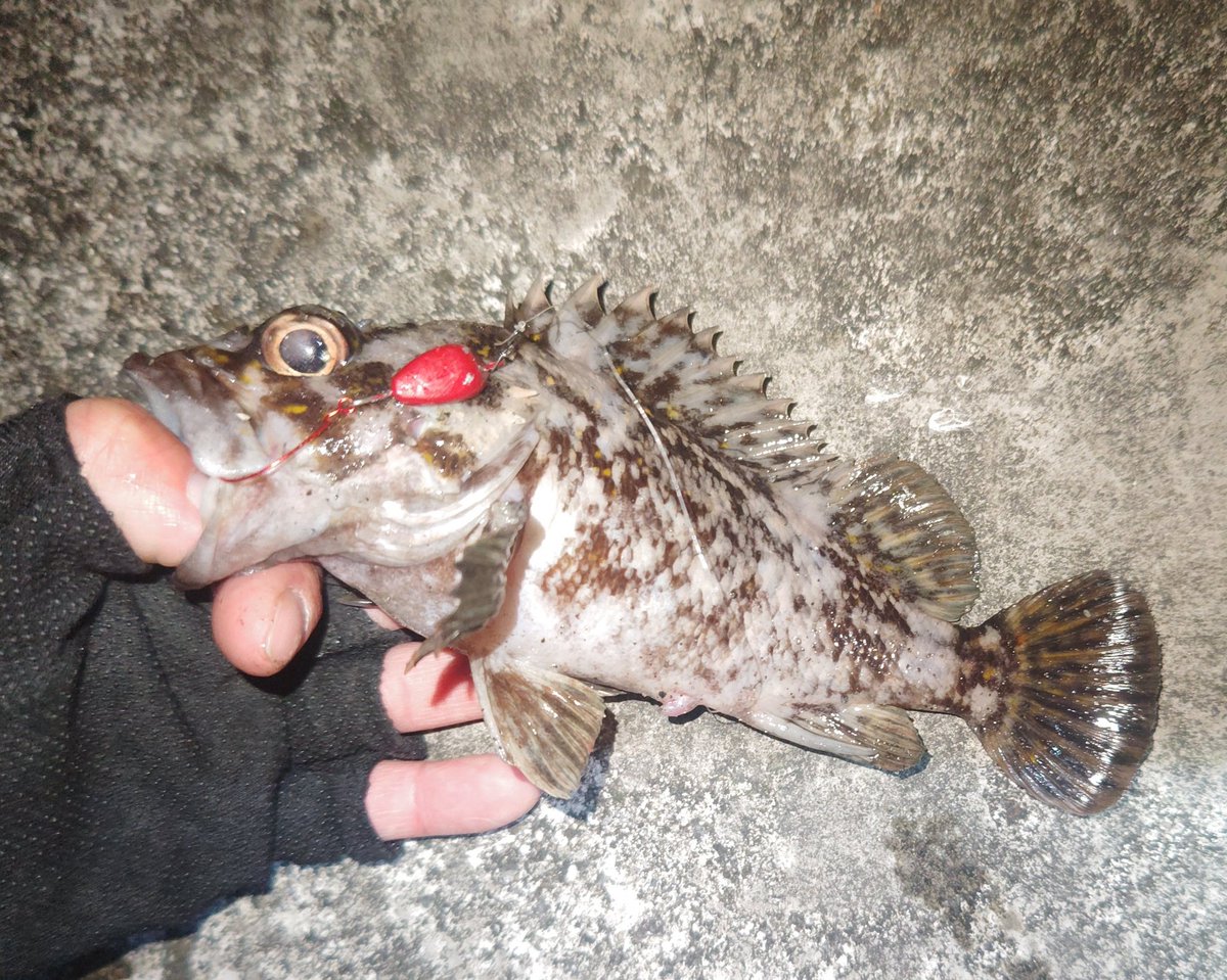 ozaki_garyu's tweet photo. 令和6年12月26日 宮城県遠征
ムラソイ4、カサゴ1
メバル何処へ?
#PR #OceanRuler #ウィードレスシンカー #クレイジグ波動カスタムモデル #リグデザイン #ワウムシャッド40 #FIDELITY #Voodoo68
#ジーテック #クロスセンシティブXSS-67ST-Pro #ガルプ #インチホッグ #バルキーホッグ https://t.co/A5JDucsTAn