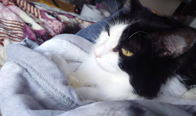 ログインボーニャス 