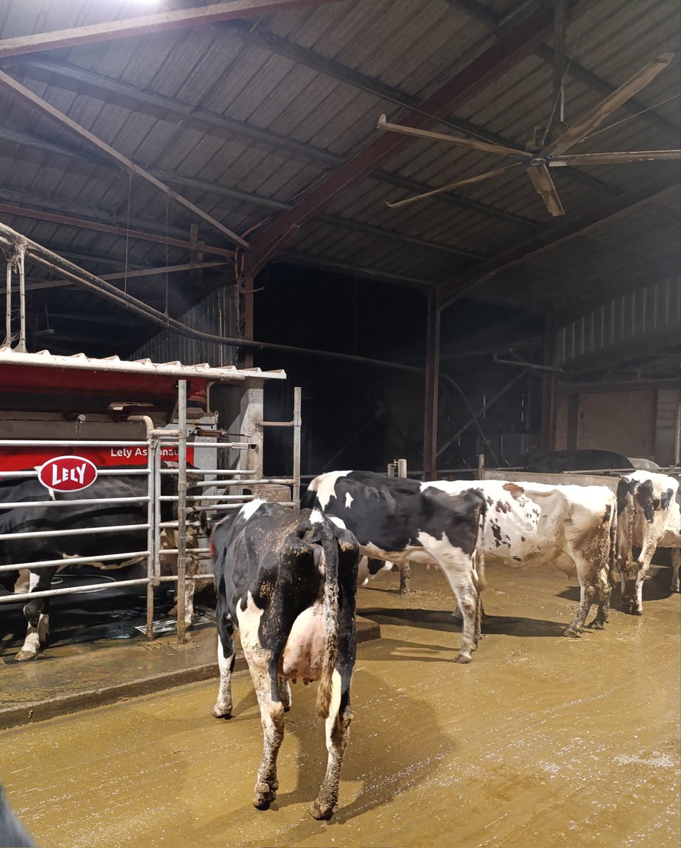 Bouchon ce matin à l'entrée du robot, chacun son tour 😁 après 5 jours de grippe, c'est signe que les vaches vont mieux 👍
#ceuxquifontlelait
#bienetreanimal
#FrAgTw