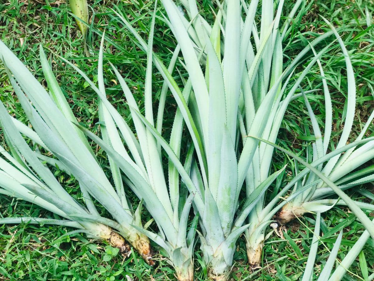 vagaalk's tweet photo. 🌟 Grow Your Own Pineapples with Our Quality Plants! 🌟

https://t.co/LbxtfygWIE

#PineapplePlants #Kurunegala #agriculture #fruitfarming #growyourownfood #srilankagardening #healthyliving #TropicalFruitPlatter #EcoFriendlyFarming #gardengoals #SriLankaFarms #pineapplelover https://t.co/d46lKsxjEi