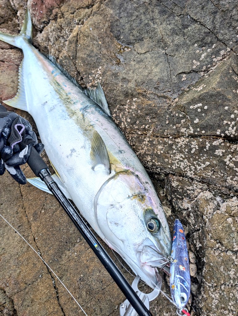 fishmooneygtodd's tweet photo. 日の反射で何も見えないラインにキャストしたら急にもってかれてビックリ
根に擦られて上がってきたのは95/7の良型！楽しいファイトでした🎣

ランディングは@goto_fishingXさん
Thanks!!

#Transcendence #ShoreR 
#Rapido https://t.co/5PsIVuY5u0