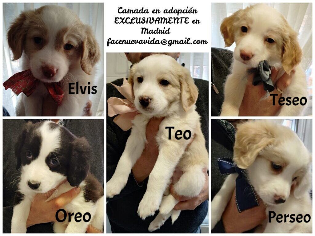 NUEVA VIDA ADOPCIONES tweet media