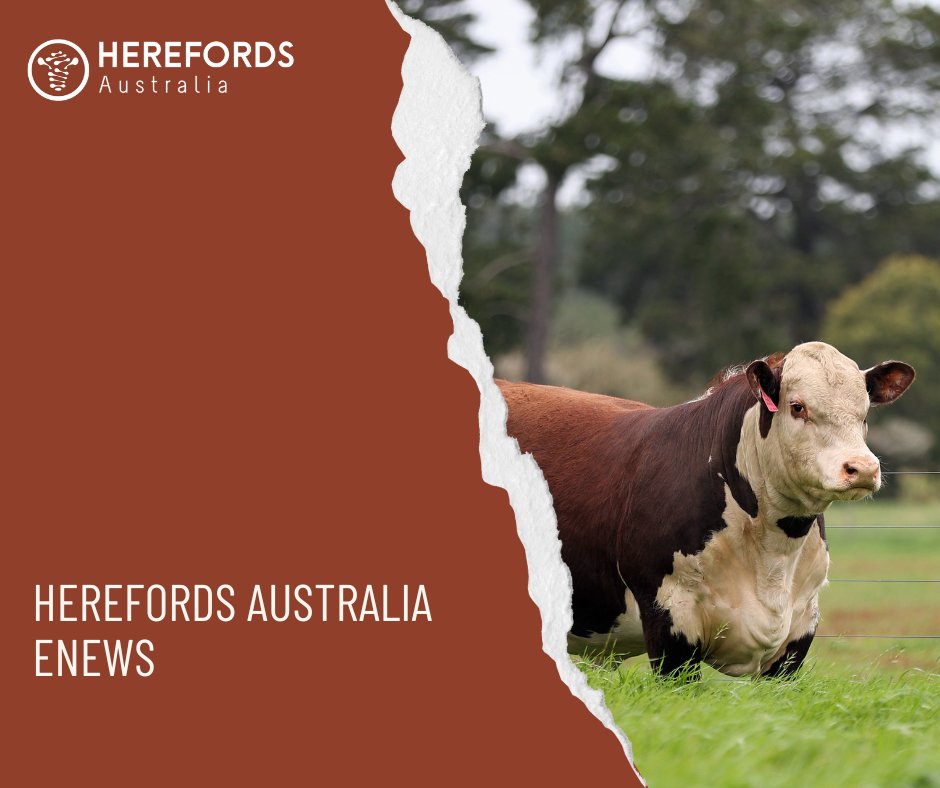 📰Did you see the latest edition of eNews? Catch up on what has happened as we close out 2024 and head towards 2025. herefordsaustralia.com.au/marketing/late…