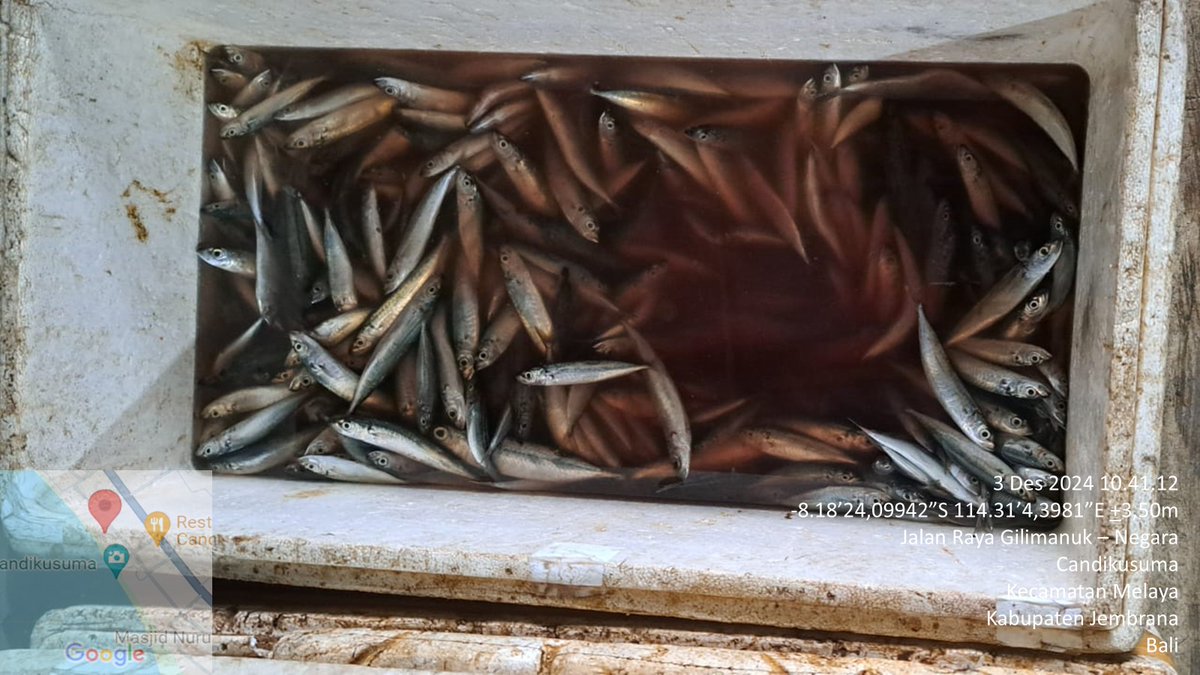 suendra3112's tweet photo. Selasa (3/12), Nyoman Suendra, Luhkan Jembrana, di KUB Putra Kusuma Jaya, ds.Candikusuma, kec. Melaya, melaporkan tangkapan ikan Layang, alat tangkap jaring, sebanyak 124 kg, harga 15000/kg
#GiatLuhkanSatminkalGONDOL #Jembrana #Tangkap
@bppsdm_gondol @bppsdm_kp @pusluhkp https://t.co/nwcUoKFi7h