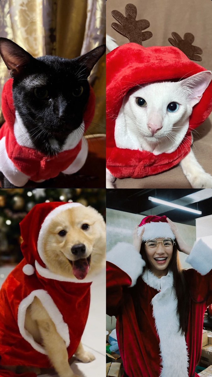 vitaiahmin's tweet photo. happy holidays from aiah’s furmily to yours 🐶🐈‍⬛🐈 https://t.co/6cDuuoD50P