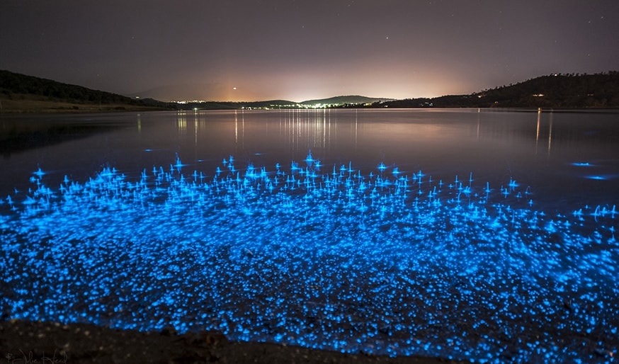 SERCinvasions's tweet photo. Happy Hanukkah to all who celebrate! 🕎 
For #8NightsofBioLights, we will feature #bioluminescent critters that light up our oceans! Noctiluca scintillans is a species of dinoflagellate that emits a brilliant blue glow when disturbed and is found all over the world! 
#SeaSparkle https://t.co/dsTm8krXmc