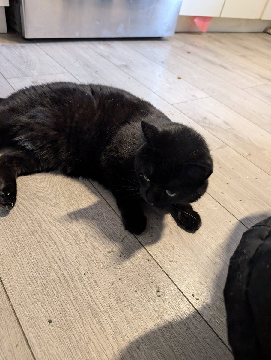 cdunningphoto's tweet photo. Went to see my cats today. I miss them. #tuxedocat #BlackCat https://t.co/EQ79OWV4nH