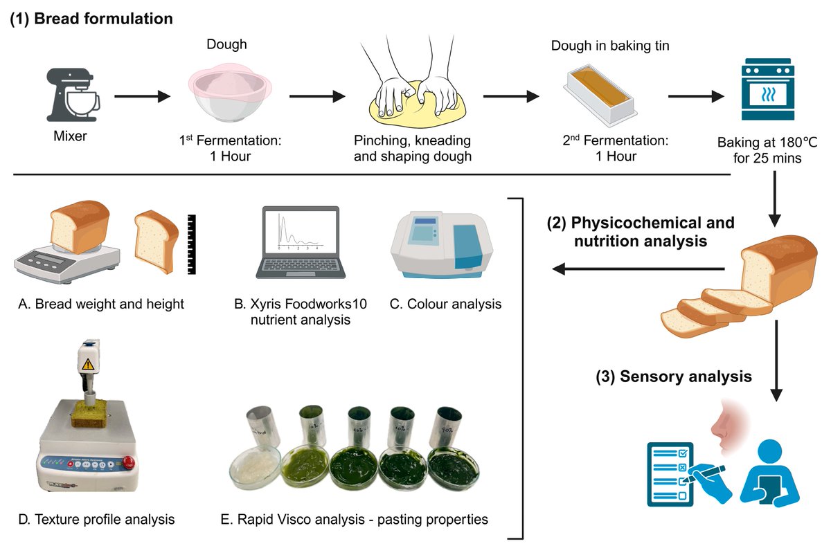 #mdpifoods 🔔#Editor’s Choice Article
🍞Title: #Nutrient Composition, #Physical Characteristics and #Sensory Quality of Spinach-Enriched Wheat #Bread
by Ritnesh Vishal Prasad et al

🔗Link: mdpi.com/2304-8158/13/1…
