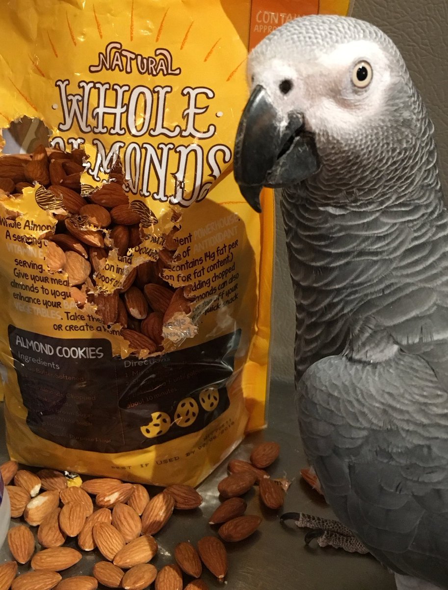 DrLectersMask's tweet photo. Now, how did this happen, and who framed Charlie parrot?

#BirdsOfTwitter #parrotsofx #birdwatching https://t.co/iksw8QHNQZ