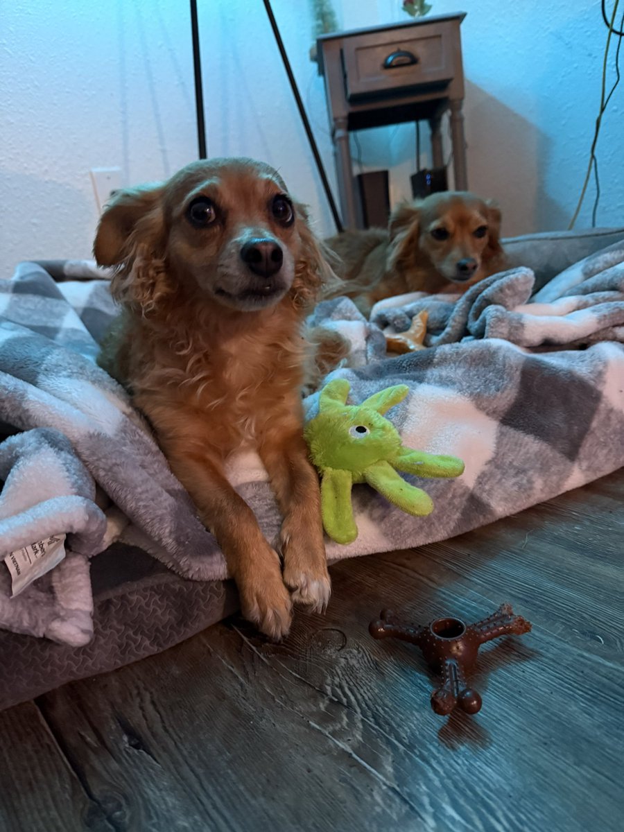 PFlat2's tweet photo. Well #boxingday was NOT FUN AT ALL for two #cheweenie puppies because when we were on a walk with our dad, a chow mix slipped her collar and attacked us! Dad fought her off and everyone got really muddy but we are OKAY! Still a little nervy tho 😢 https://t.co/ri3Waqx3Ko