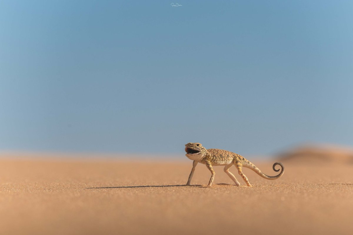 Ayedh_ksa's tweet image. Welcome to Saudi Arabia .. Welcome to Bisha 🐪⛺️🇸🇦

#داكار2025 #Dakar2025 #DakarInSaudi