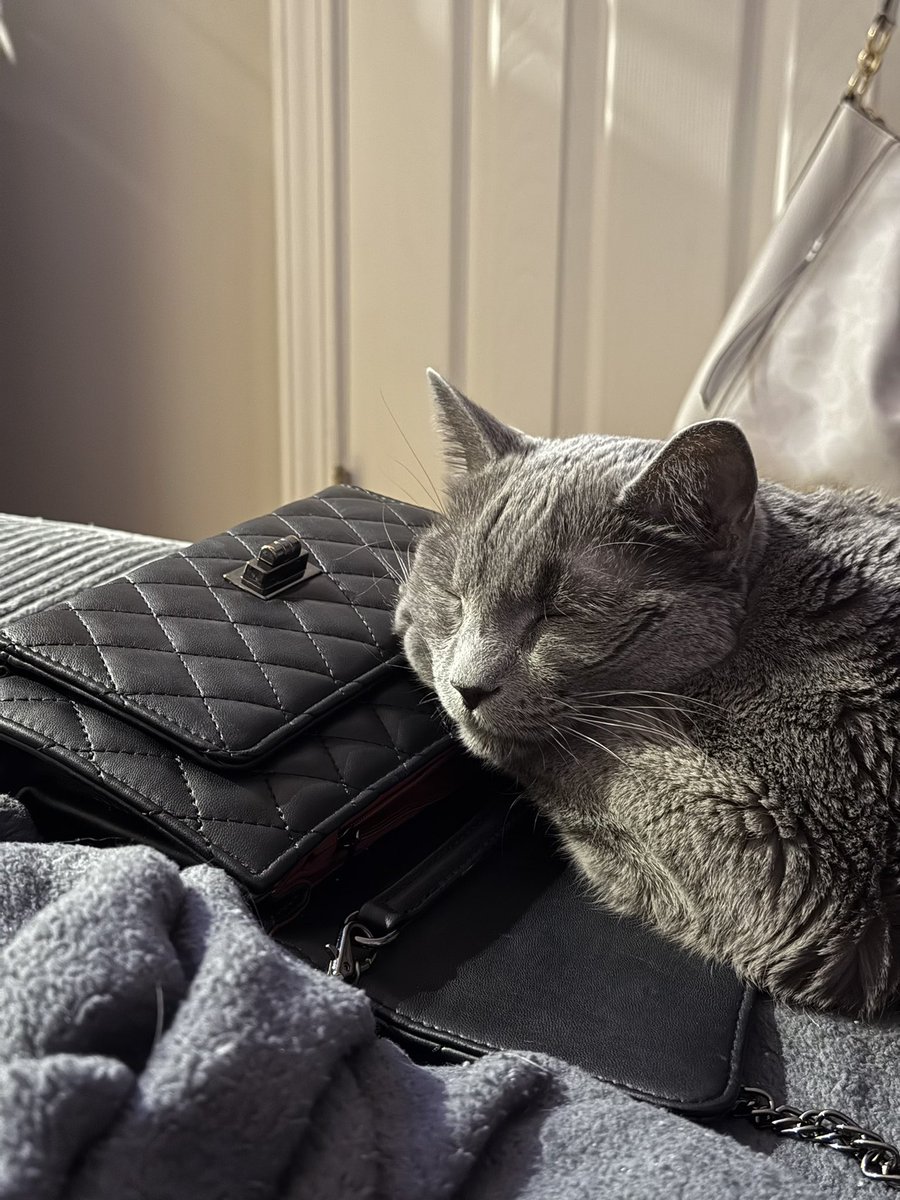 _itsShann's tweet photo. Sally always uses our things as a pillow 🥹💖 https://t.co/dCgTTFYwhE