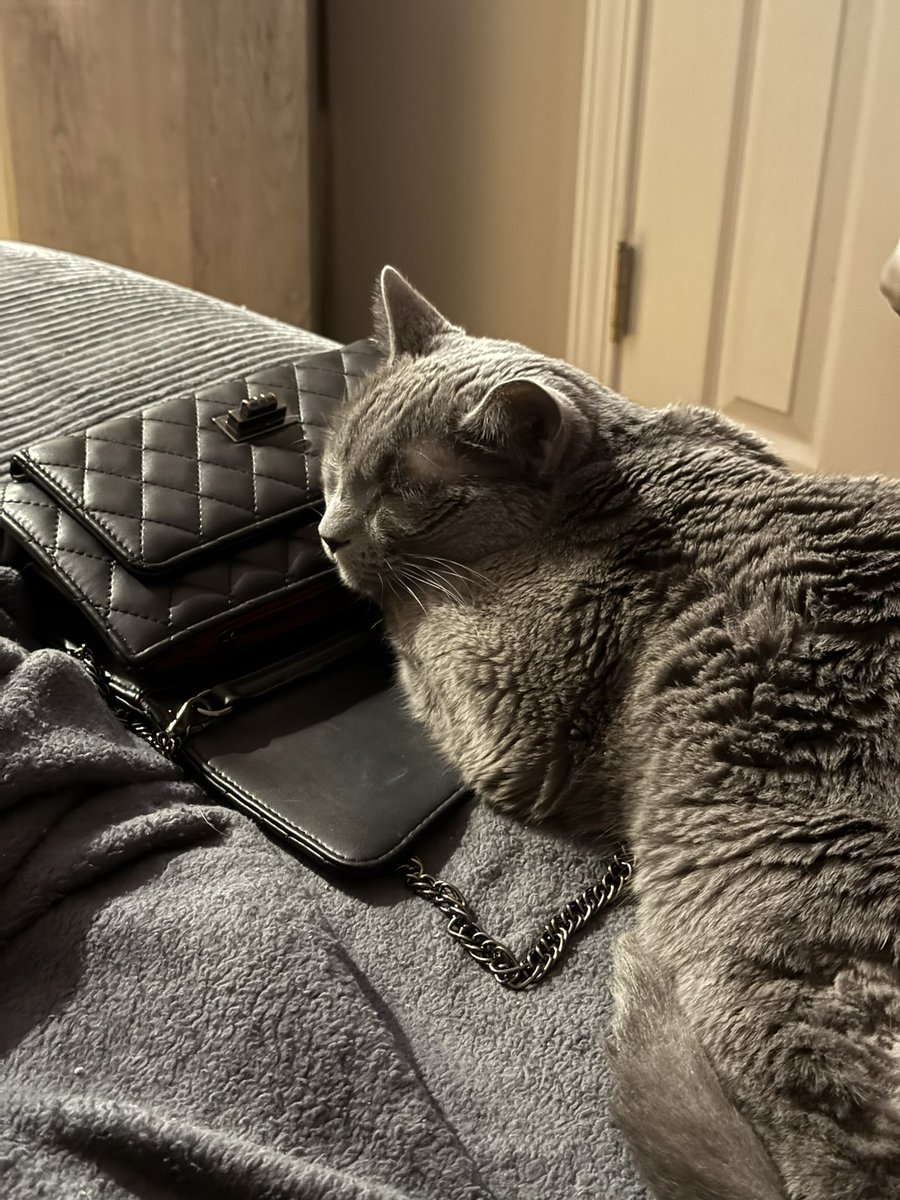 _itsShann's tweet photo. Sally always uses our things as a pillow 🥹💖 https://t.co/dCgTTFYwhE