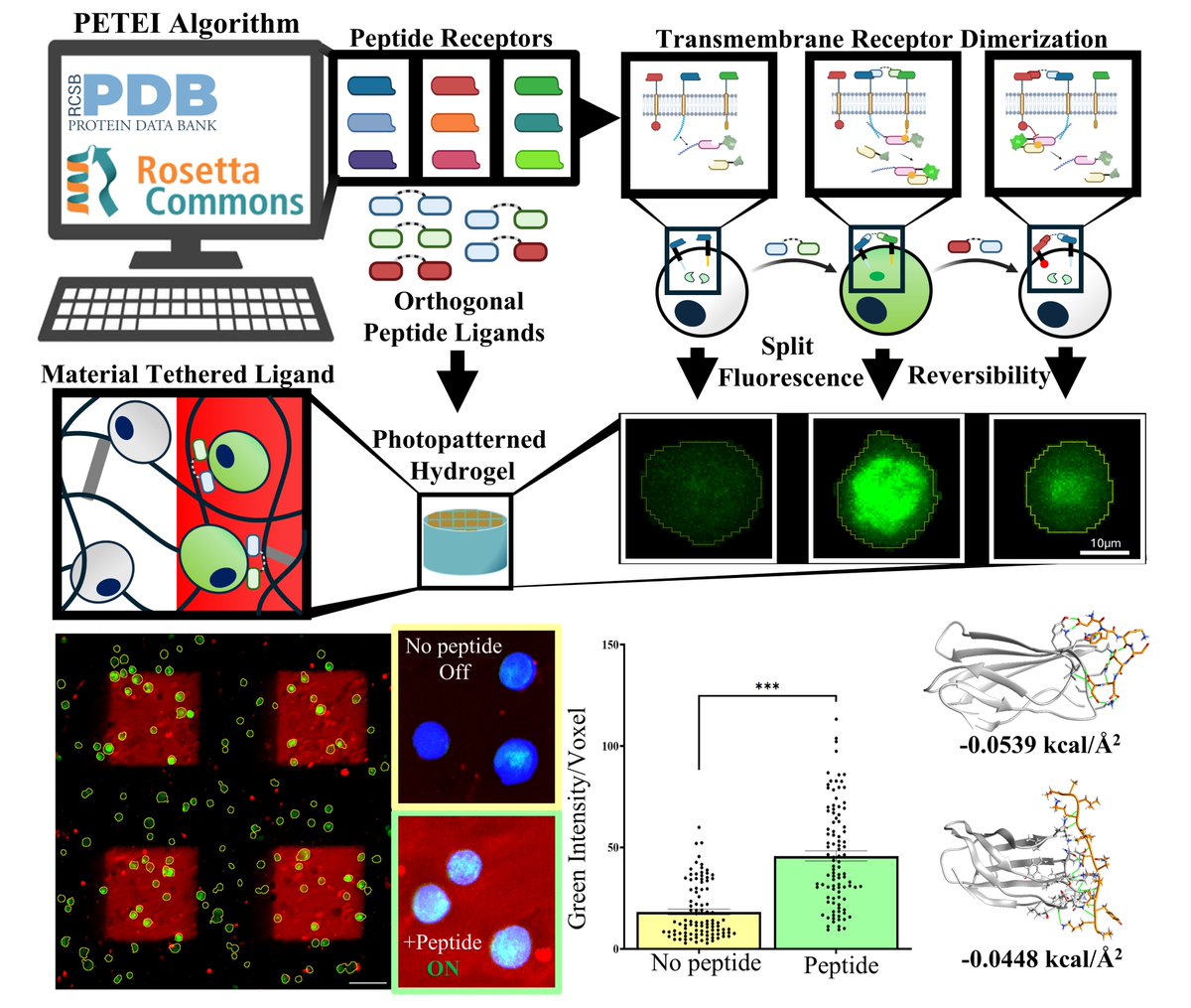 Matthias Recktenwald, PhD (@matthiasreckte1) on Twitter photo Excited to share our latest publication focused on developing synthetic, peptide-responsive transmembrane receptors to interact with peptide-biomaterials. <a href="/ACSSynBio/">ACS Synthetic Bio</a> <a href="/RowanBME/">Rowan Biomedical Engineering</a>
pubs.acs.org/doi/10.1021/ac… Excited to share our latest publication focused on developing synthetic, peptide-responsive transmembrane receptors to interact with peptide-biomaterials. <a href="/ACSSynBio/">ACS Synthetic Bio</a> <a href="/RowanBME/">Rowan Biomedical Engineering</a>
pubs.acs.org/doi/10.1021/ac…