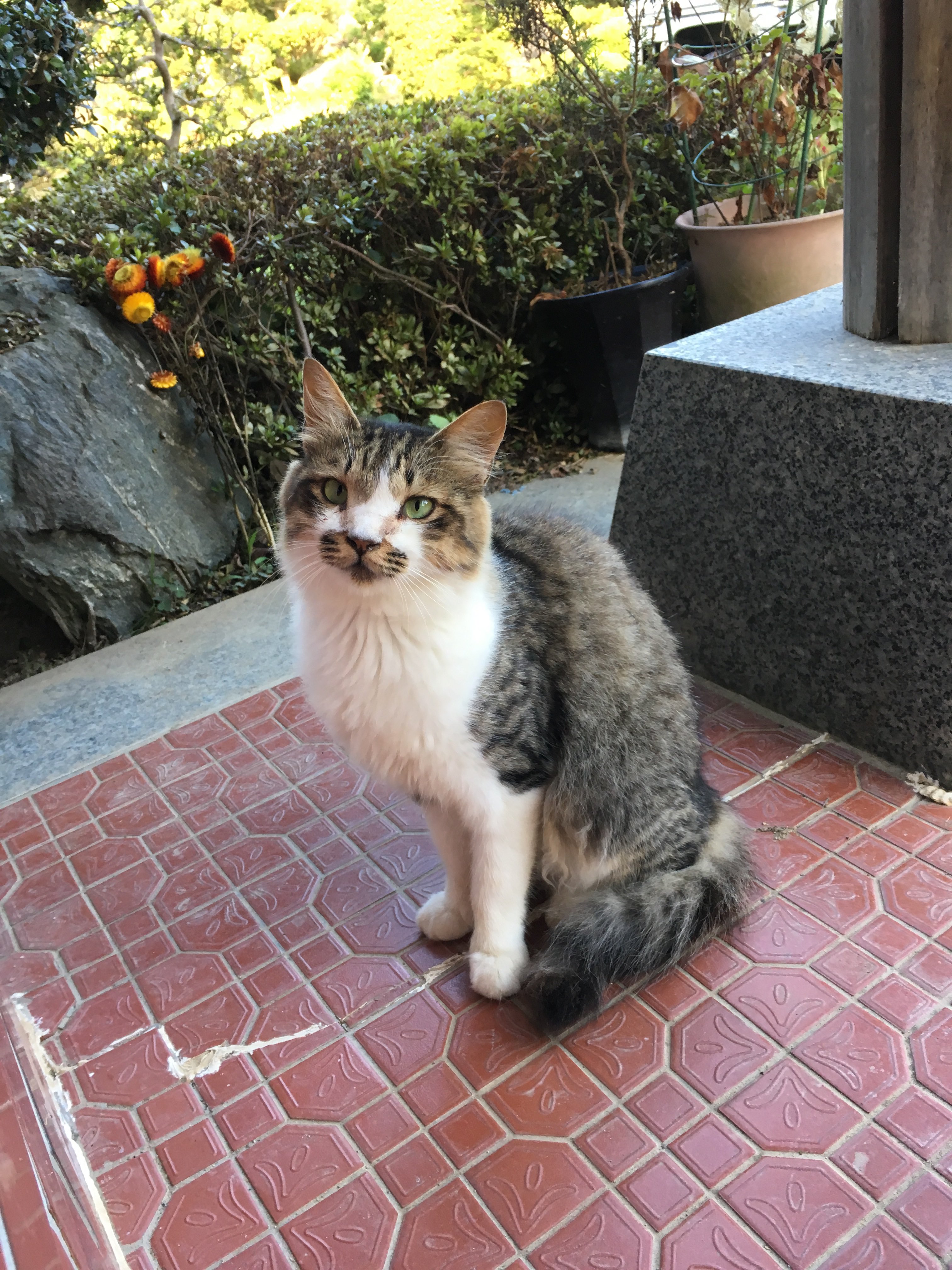 NANA猫ページ 玄関の爪研ぎベッドを新調しました。 なっちゃん、消費者の鑑
