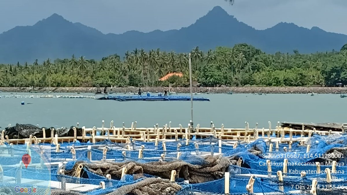 suendra3112's tweet photo. Sabtu (7/12), Nyoman Suendra, Luhkan Jembrana, di Pokdakan Manik Segara, ds.Candikusuma,  kec.Melaya, melaporkan panen Kakap Putih, KJA Budidaya laut,  luas 18 m², sebanyak 120 kg, harga 60000/kg
#GiatLuhkanSatminkalGONDOL #Jembrana #Panen
@bppsdm_gondol @bppsdm_kp @pusluhkp https://t.co/ph9euDkXMu