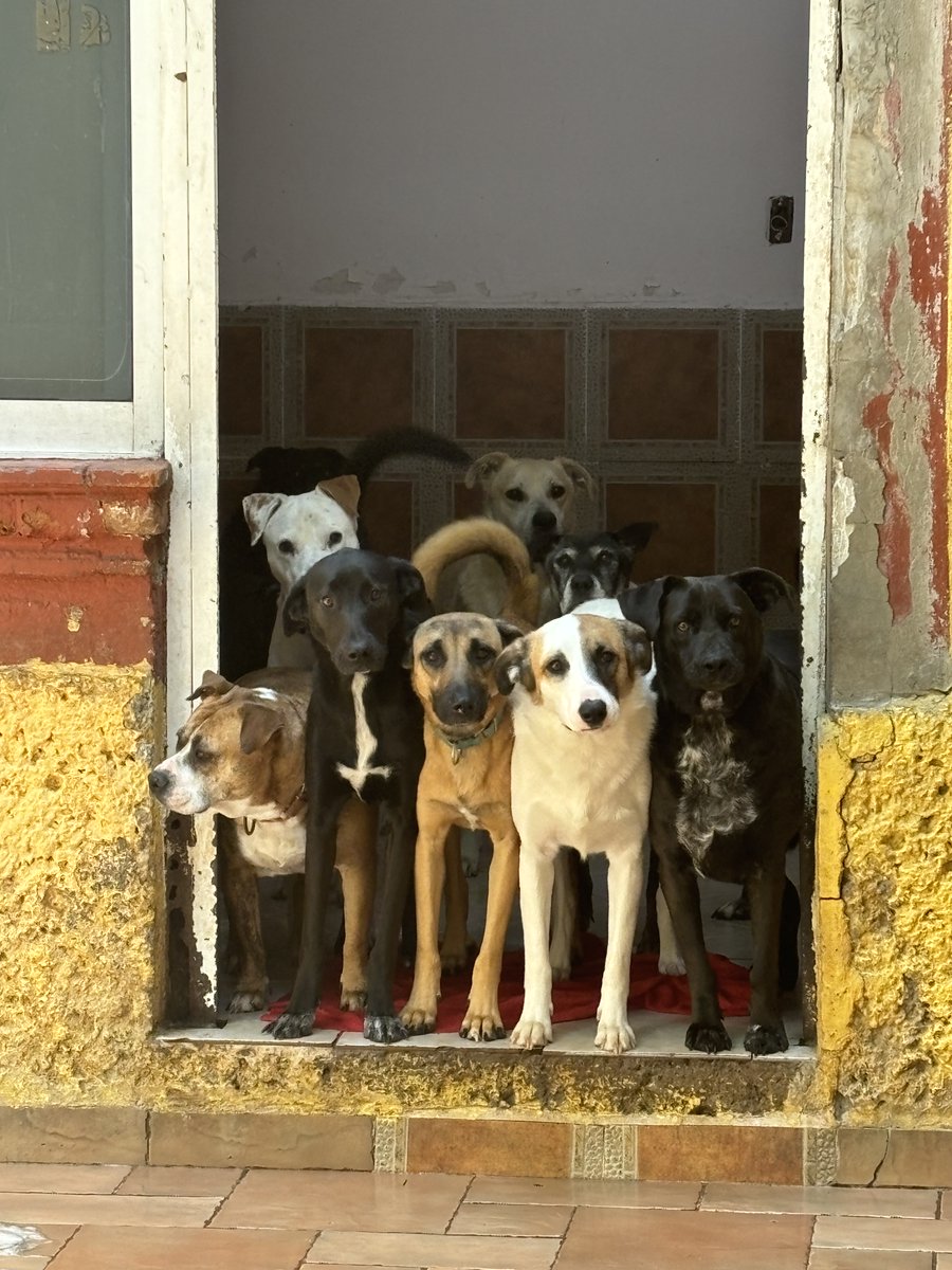Hi - X is a cesspool &amp; we shouldn't be on here but since you're reading this, let's do some good. I'm raising money for an org in Mexico City called La Casa del Mestizo - they are currently caring for 80 street dogs &amp; need money for vet bills. Venmo me
@Alison-Waller-5 to donate.