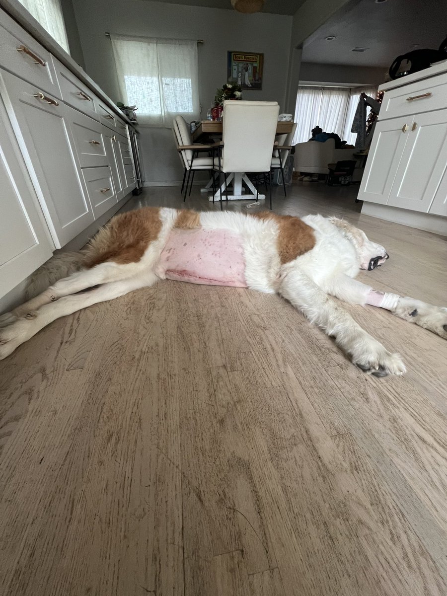 CamMertens's tweet photo. @b17anderson Thanks, the dummy thought socks were food. Doing better now. Tickets went to a coug fam so we are all good https://t.co/oVo7UlYAbp