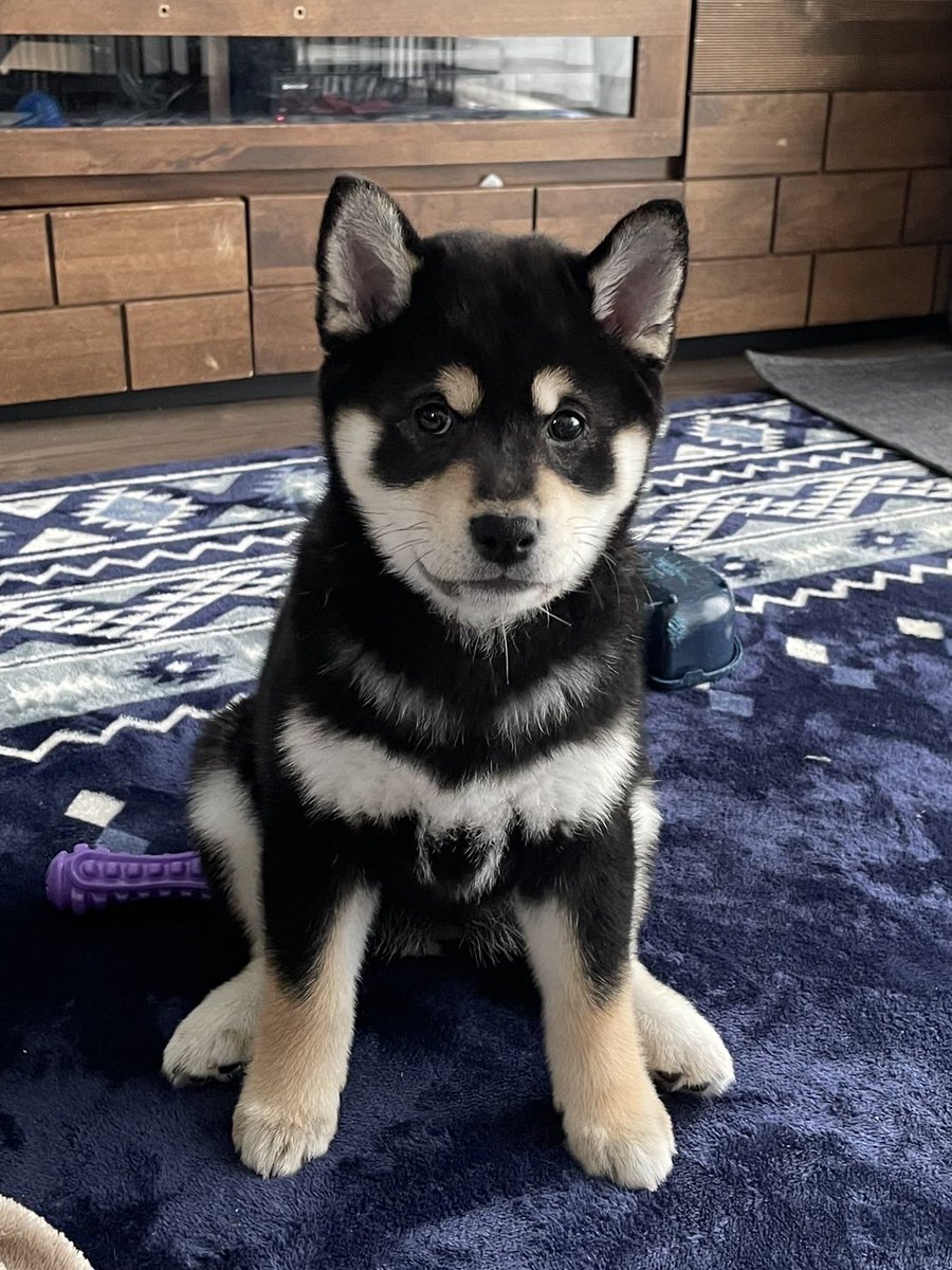 柴犬ノラ黒さま③ ジャック！？ : 柴犬JAMの3ﾜﾝﾊﾟﾗﾀﾞｲｽ♪