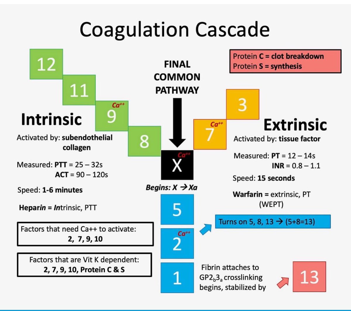 DrMedica_13's tweet image. Coagulation Cascade 🐸

🐥🐥🐥
#MedEd #MedX #CardioMed #Haematology