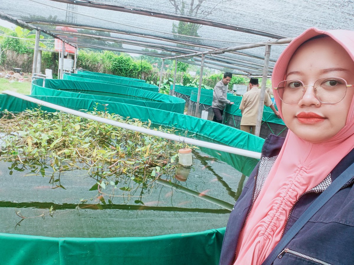 n_dyera's tweet photo. Senin (25/11/2024), Novie DI_ Luhkan Kudus di Ds. Jati Kulon Kec. Jati Produksi parsial nila kolam ketahanan pangan sebanyak 120kg harga 29rb/kg isi 5-6 ekor #GiatLuhkanSatminkalTegal #luhlapor @bppsdm_kp @PKBLU_bp3tegal @bppsdm_puslatkp https://t.co/EFIlKwsnH6