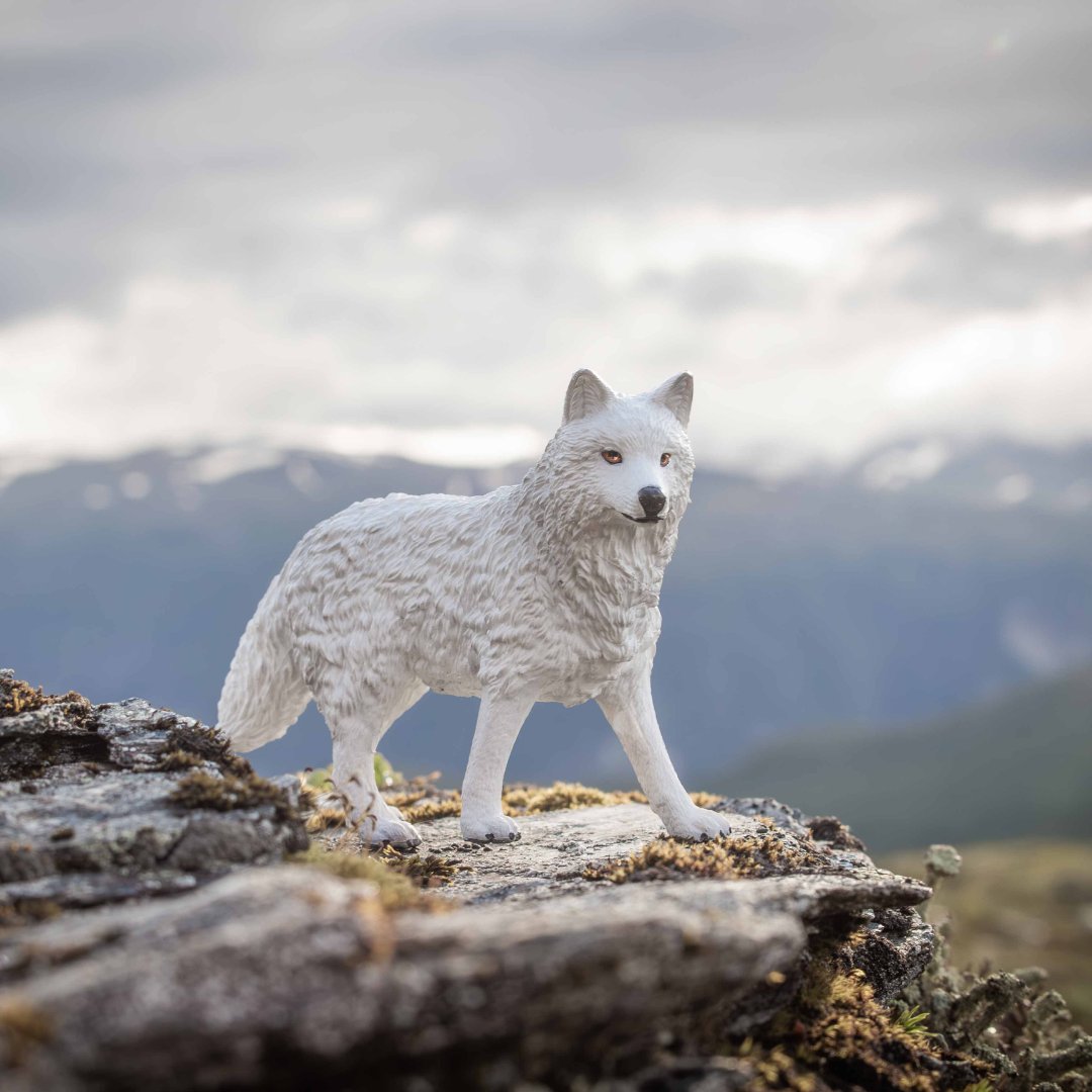 ホッキョクオオカミ』の親子は、大自然を探検中！ ホッキョクオオカミ