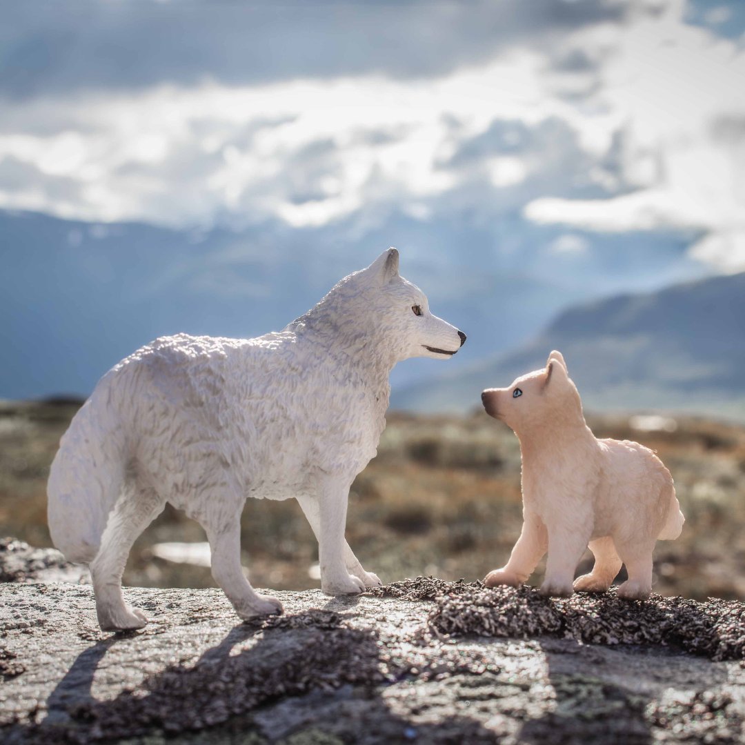 ホッキョクオオカミ』の親子は、大自然を探検中！ ホッキョクオオカミ