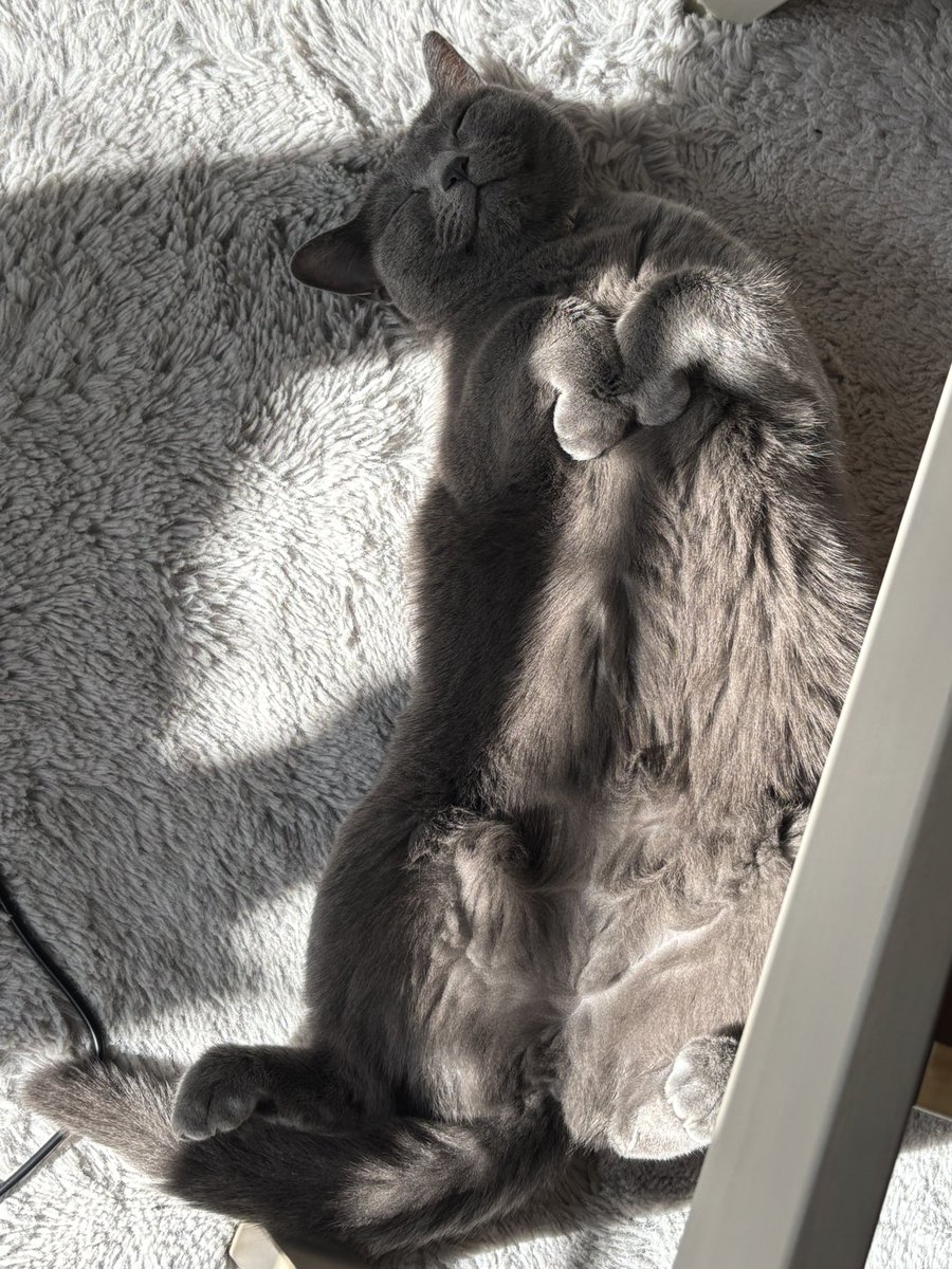 コタツのお布団を干してたら…
ポカポカお日様にあたって気持ちよさそうにヘソ天ももちゃん❤️
掃除機してても 爆睡ももちゃん
可愛い"(∩>ω<∩)"

 #ねこすきさんと繋がりたい 
 #ヘソ天 #ロシアンブルー 
 #ミヌエット #大切な家族