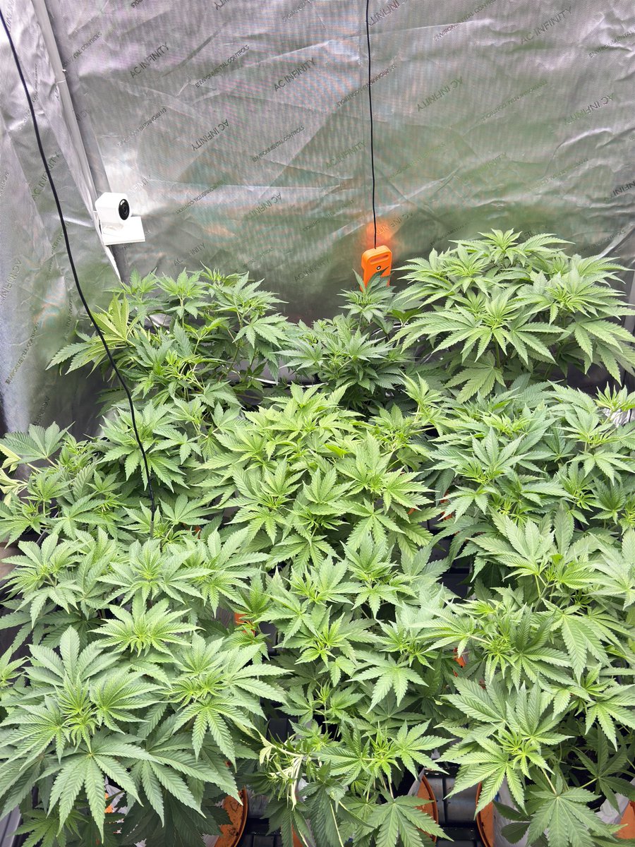 Lola psychosis by my brother Cav bar and two blueberry by <a href="/SeedsmanSeeds/">Seedsman</a> if you are in need of genetics and shop Seedsman to help us continue to give back please use code TEAMDABZ to save 15% and get tons of freebies. Click here to check it out seedsman.com/?a_aid=670d0e1…