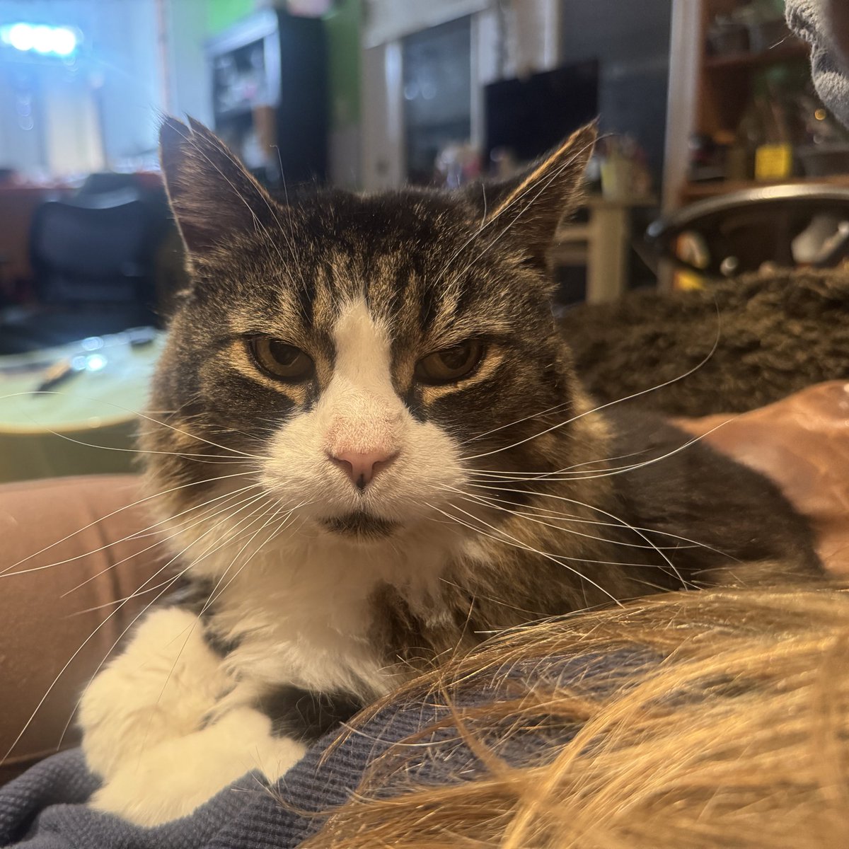 Nefffss's tweet image. Always saying I hate cats then ending up in this position