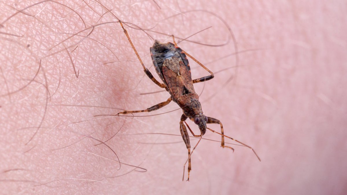EndtheNeglect's tweet image. Chagas disease, though rare in Sudan, is spreading globally due to migration. Caused by parasites, it can lead to severe heart and digestive issues if untreated. Early diagnosis and treatment are vital. 

#EndtheNeglect.
#EndtheNeglectInitiative #GlobalHealth #Media_office