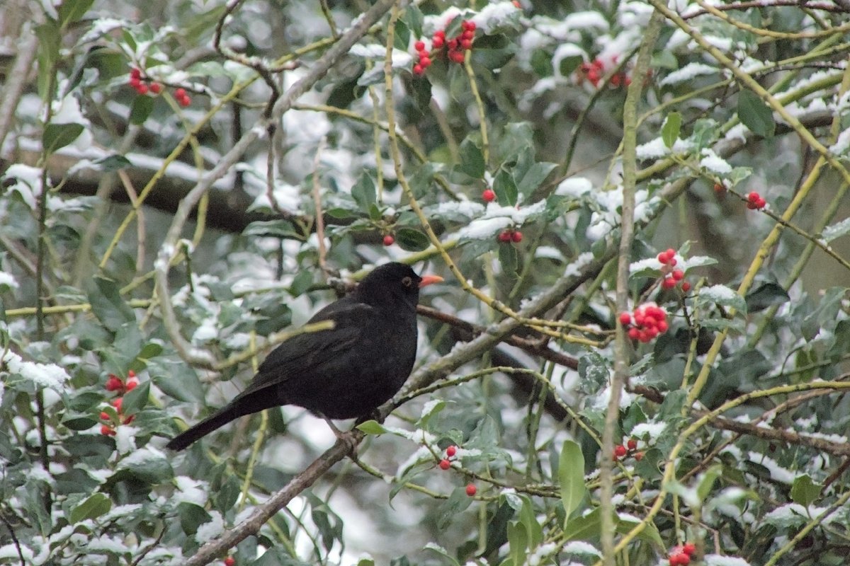 European holly berries provide vital winter energy for birds like thrushes and waxwings but are toxic to humans and dogs, causing nausea, diarrhea.. The sharp leaves can also harm pets. Keep away from holly, and seek immediate medical or veterinary help if ingested.