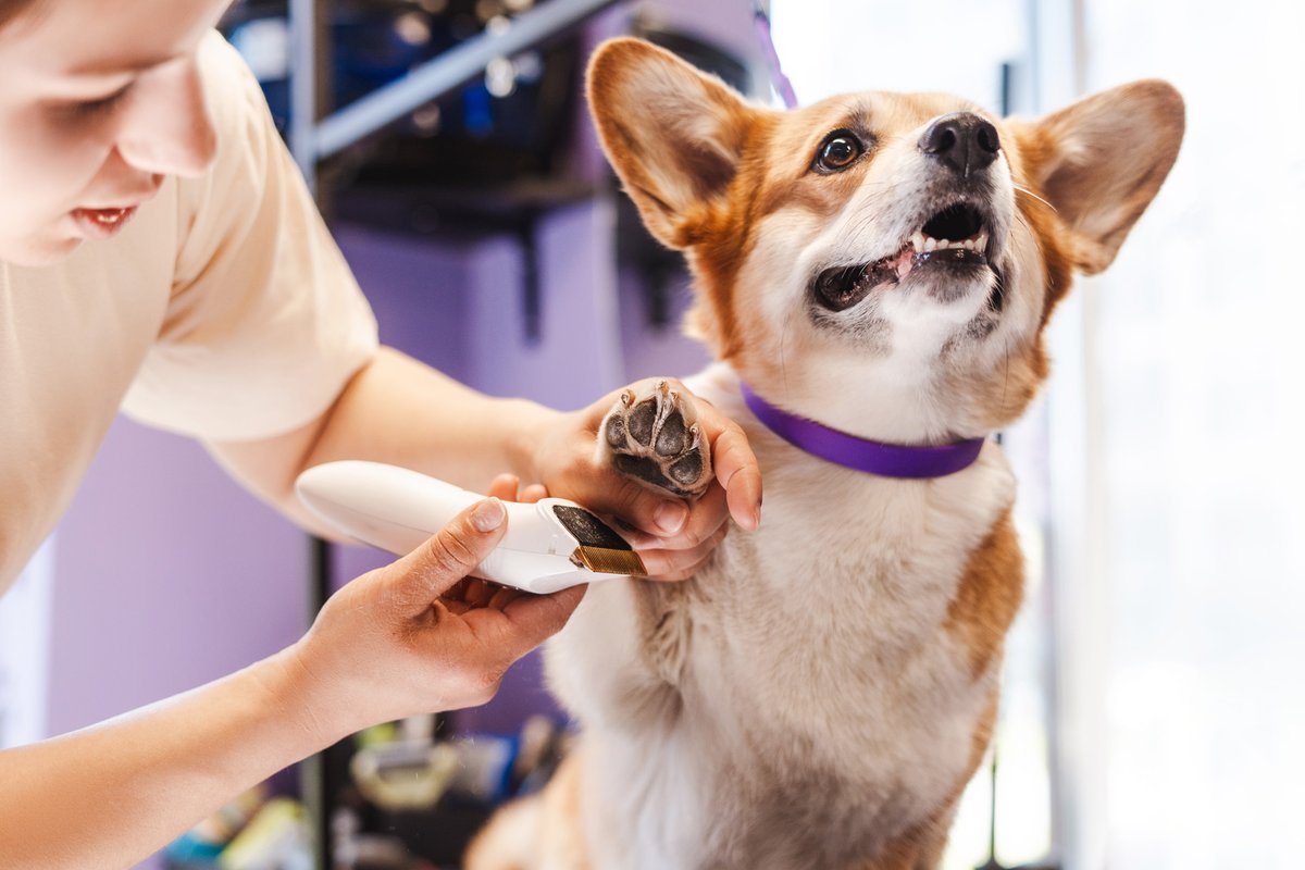 PetDreamHouse's tweet image. Protect your pet’s paws in winter by trimming fur around pads to prevent buildup, applying paw balm before walks, and using booties for longer outings. Shield them from ice, snow, and harmful chemicals. #PetCare #WinterSafety #PawProtection