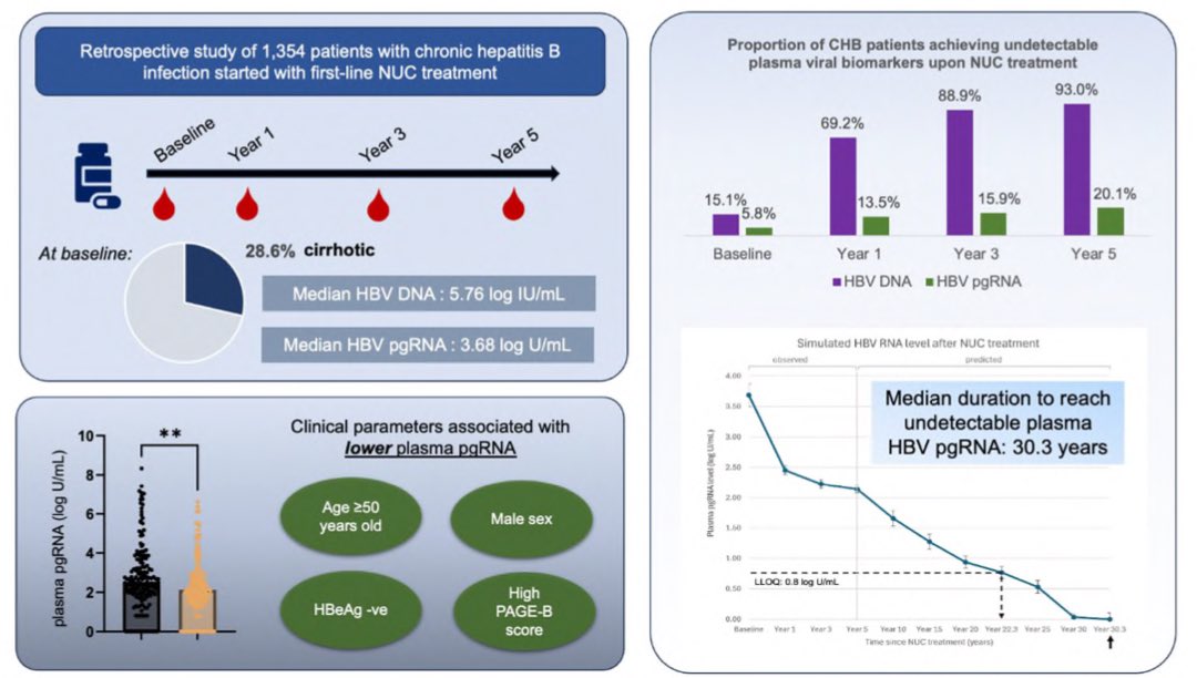 loeymak (@loeymak) on Twitter photo Our paper described the longitudinal profile of blood levels of HBV pregenomic RNA in CHB 🦠patients treated with long term NUC 💊now in press <a href="/CMH_journal/">CLINICAL AND MOLECULAR HEPATOLOGY</a>
e-cmh.org/m/journal/view…
Clinical parameters eg age, gender, PAGE-B score and HBeAg can influence pgRNA levels #mfyuen Our paper described the longitudinal profile of blood levels of HBV pregenomic RNA in CHB 🦠patients treated with long term NUC 💊now in press <a href="/CMH_journal/">CLINICAL AND MOLECULAR HEPATOLOGY</a>
e-cmh.org/m/journal/view…
Clinical parameters eg age, gender, PAGE-B score and HBeAg can influence pgRNA levels #mfyuen