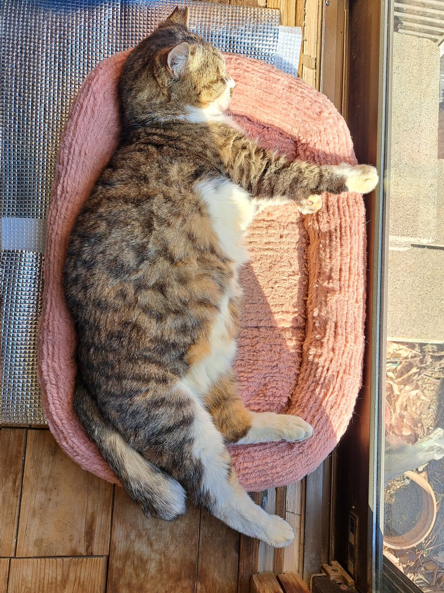 cymatics2020k's tweet photo. おはようございます🌞

平常運転に戻りました😸 https://t.co/uWPe8lHiix