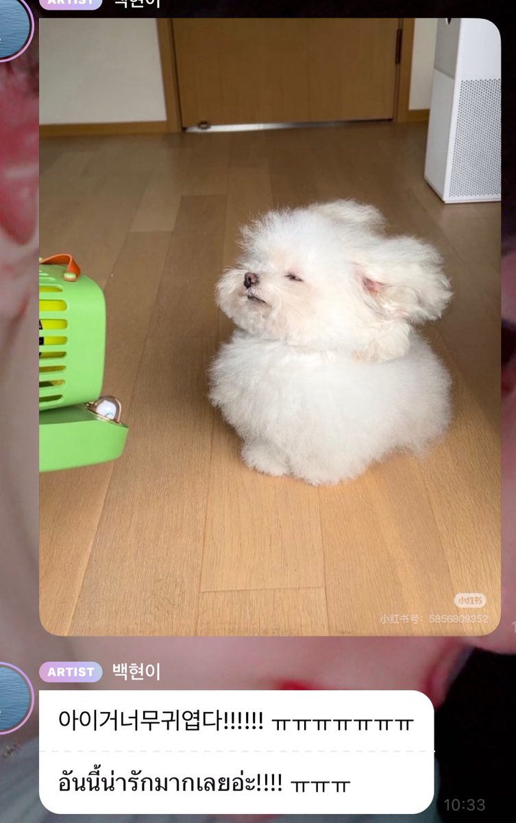 SPARK_61's tweet photo. แต่น้องตัวนี้คือเหมือนแบคฮยอนมากกกกกอะ  รู้ตัวใช่ไหมว่าเหมือนตัวเองมากกก https://t.co/UYxSM8mjD8